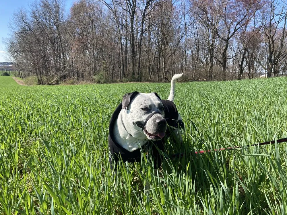 Professional garden landscaping for beautiful yards in Lititz, PA by Jimmy’s Lawn Service