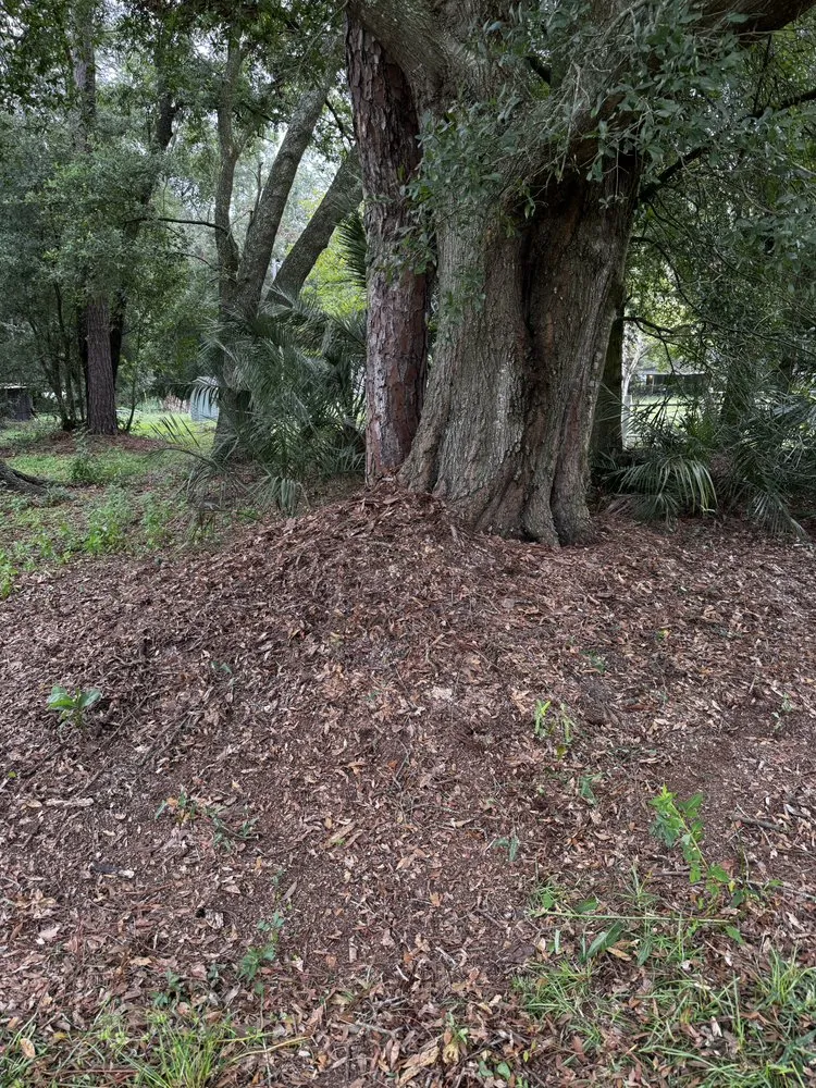 Affordable yard maintenance experts serving Lake City, FL - Jimmy’s Simple Lawn Care