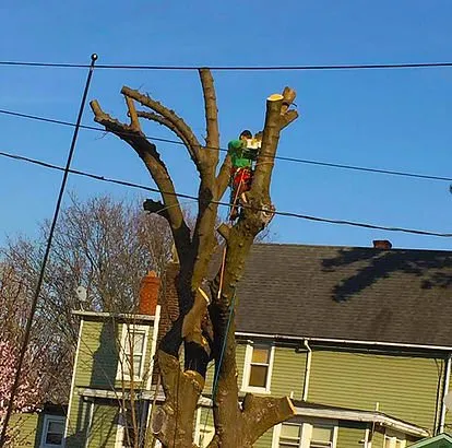 Local garden landscaping in Riverside, NJ - Jimmy's Tree Service