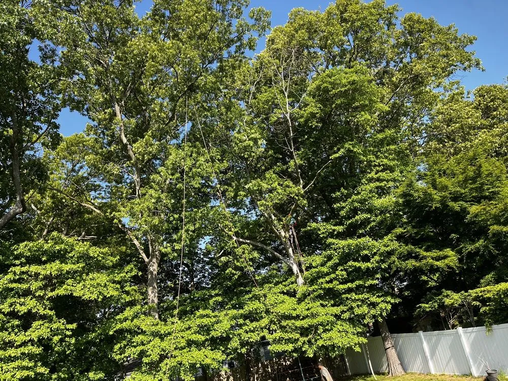 Expert lawn mowing service experts serving Farmingville, NY - Jim's Complete Tree & Landscape Service