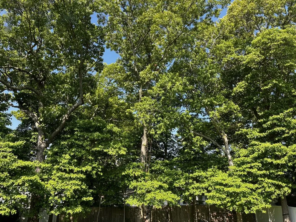 Reliable landscape installation near you in Farmingville, NY by Jim's Complete Tree & Landscape Service