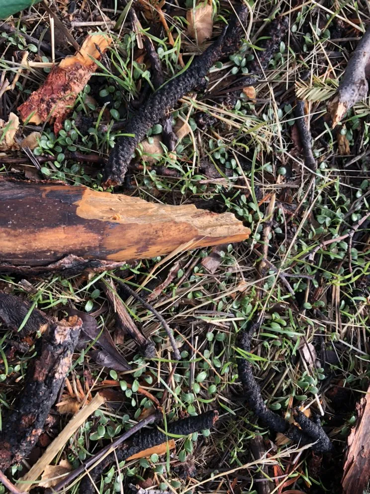 Professional garden landscaping for outdoor upgrades in Chico, CA by Jim's Custom Weed Control