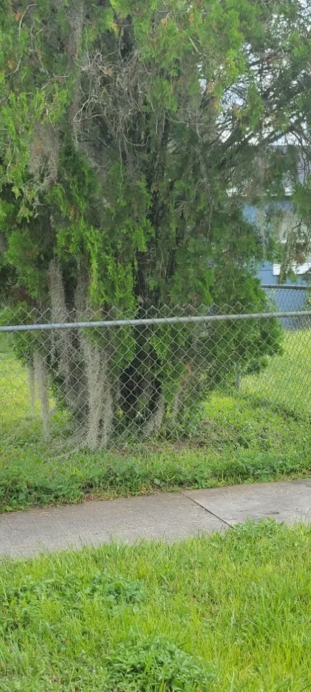 Custom landscape design with custom design in Orlando, FL by Jim's Full Lawn Service & Home Clean Out