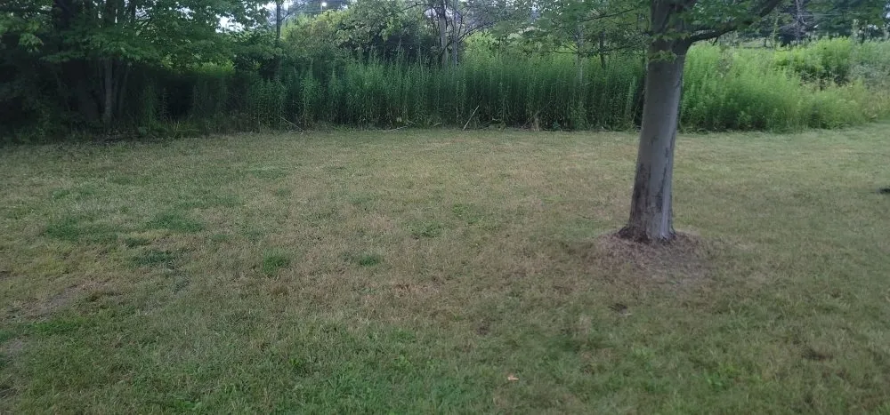 Affordable yard maintenance in Wellsboro, PA by Jim's handyman and lawncare