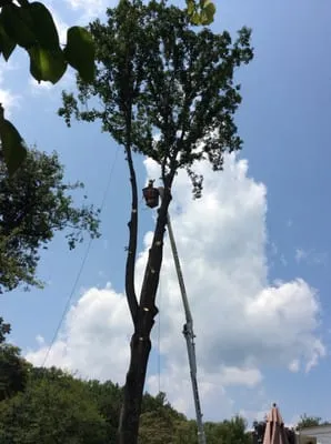 Jim's Tree Service & Landscaping