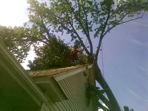 Expert landscape design for outdoor upgrades in Isle, MN by Jim's Tree Service