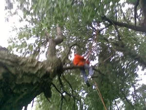 Reliable residential landscaping in Isle, MN - Jim's Tree Service