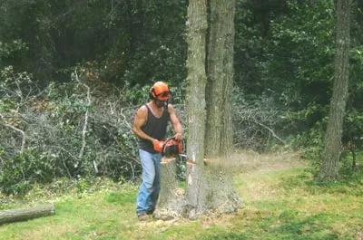 Top-rated yard maintenance in Isle, MN by Jim's Tree Service