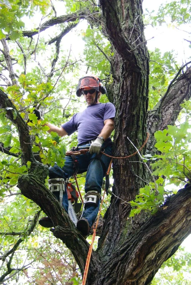 Affordable yard cleanup service in Isle, MN - Jim's Tree Service