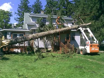 Affordable landscaping services in Isle, MN by Jim's Tree Service