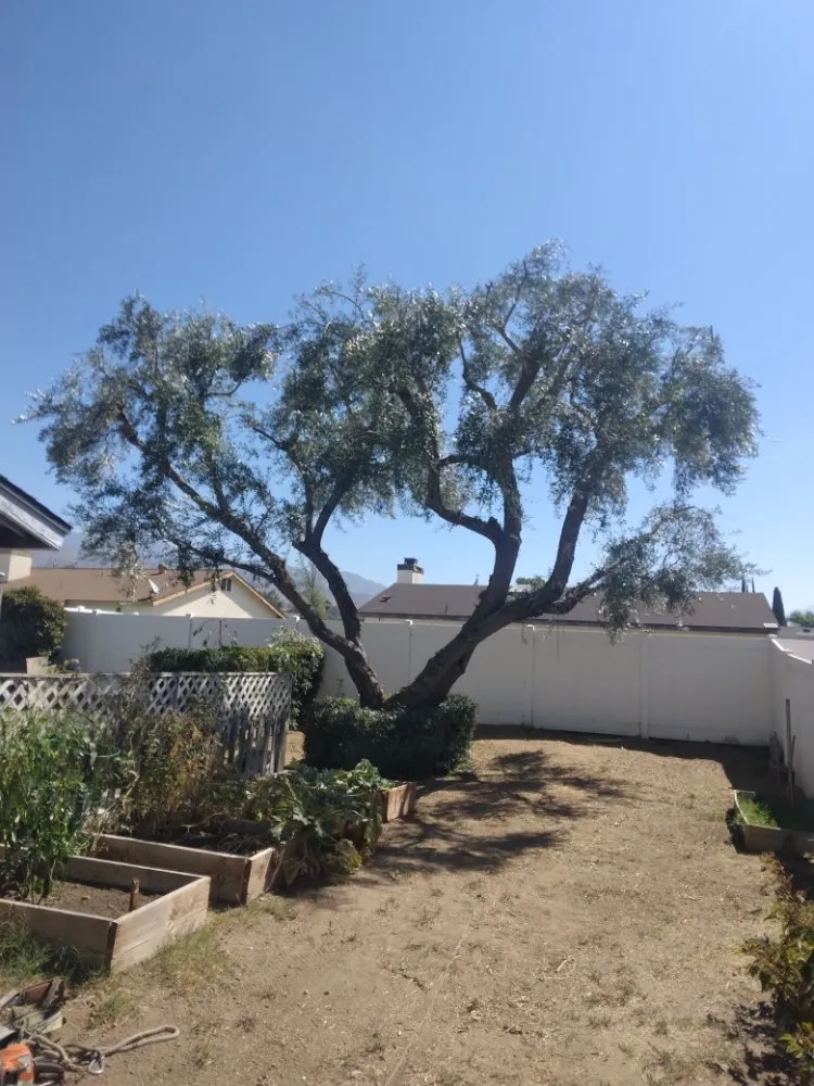 Top-rated lawn care service in Yucaipa, CA - Jims Tree Service