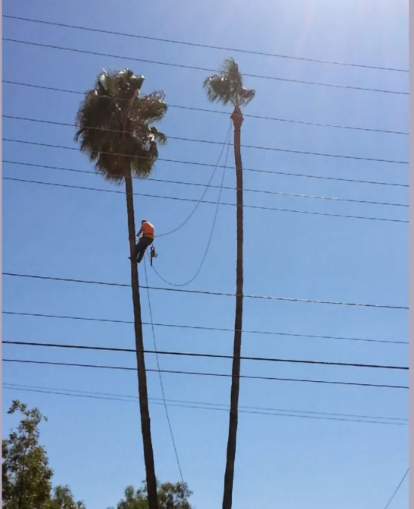 Local lawn care service in Yucaipa, CA - Jims Tree Service