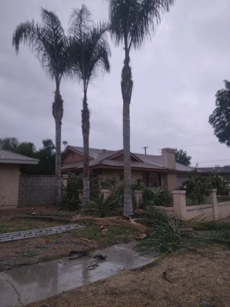 Custom yard cleanup service in Yucaipa, CA - Jims Tree Service