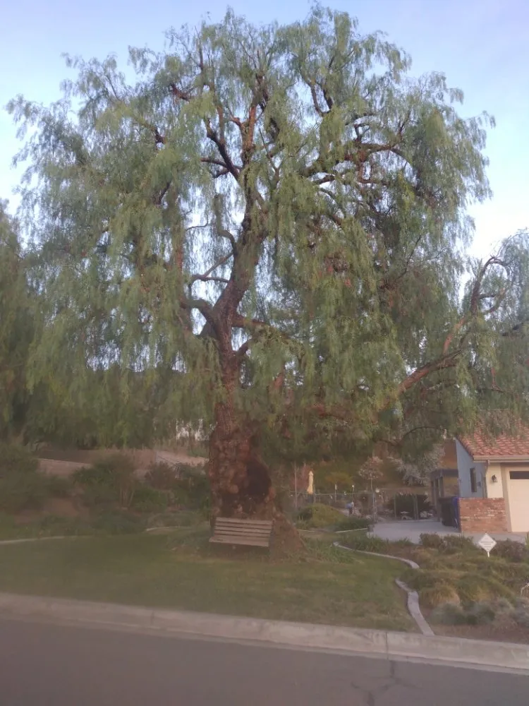 Professional lawn care service near you in Yucaipa, CA by Jims Tree Service