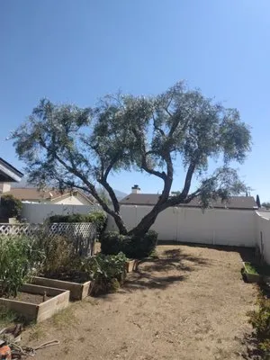 Jims Tree Service Logo