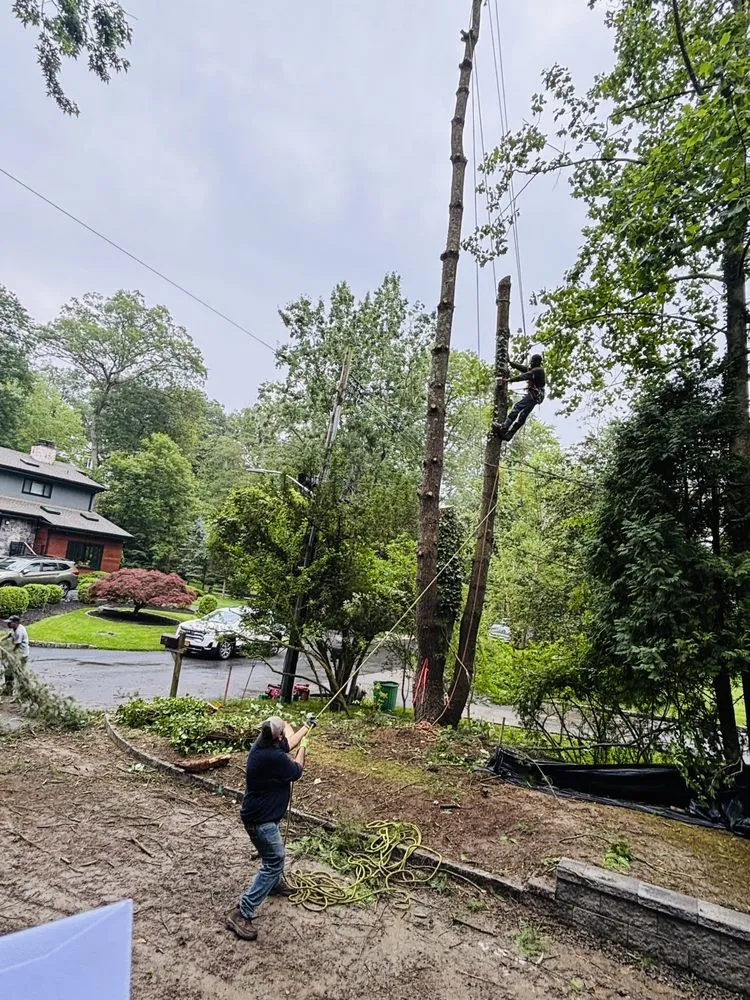 Top-rated landscaping services in Dobbs Ferry, NY by Jireh & Tree Services