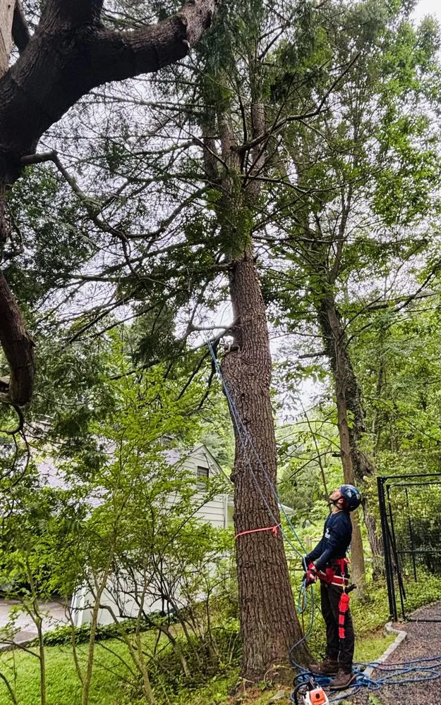 Reliable lawn care service for homes in Dobbs Ferry, NY by Jireh & Tree Services