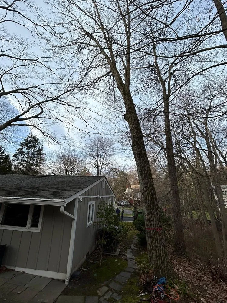 Expert yard cleanup service in Dobbs Ferry, NY - Jireh & Tree Services