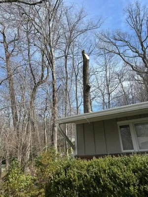 Jireh & Tree Services