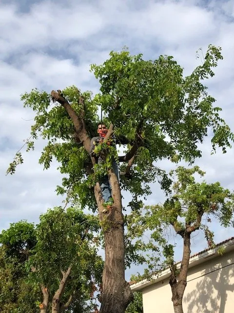 Reliable yard cleanup service experts serving Miami, FL - Jireh Landscaping