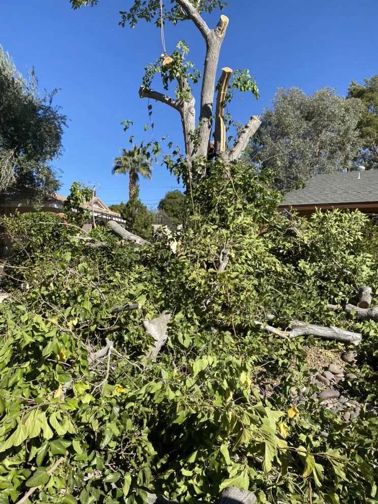 Local residential landscaping with custom design in Las Vegas, NV by Jireh Lawn Maintenance