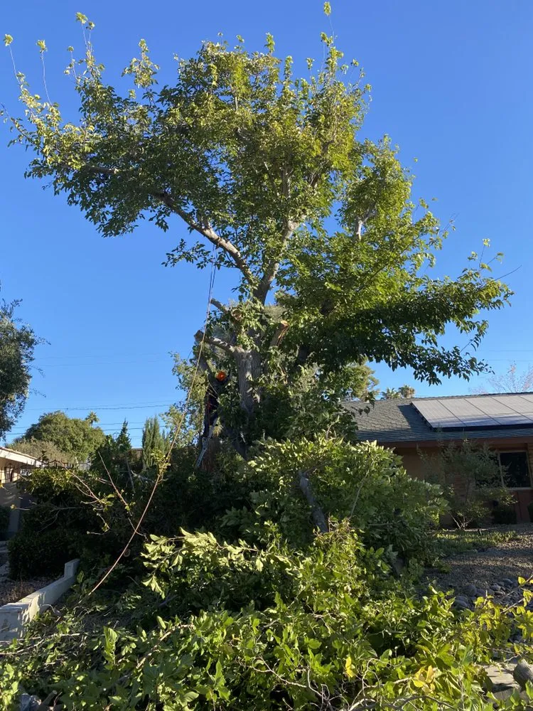 Local landscaping services in Las Vegas, NV - Jireh Lawn Maintenance