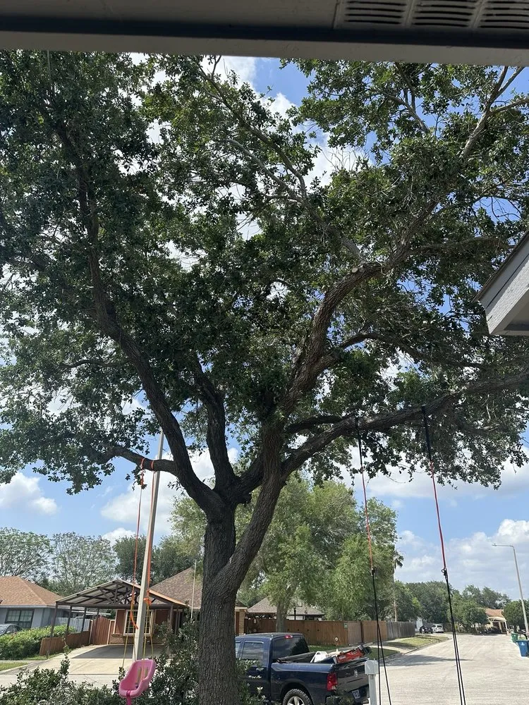 Reliable landscape installation in Brownsville, TX - Jireh Tree & Lanscaping Services