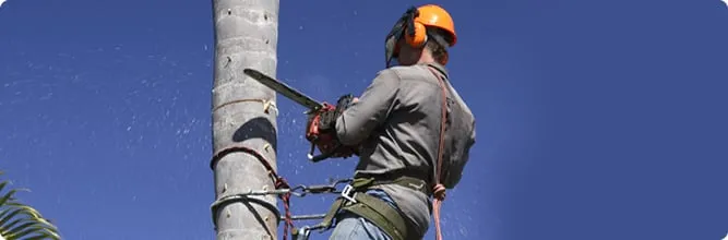 Affordable lawn mowing service for residential properties in Spring, TX by Jireh Trees and Landscaping