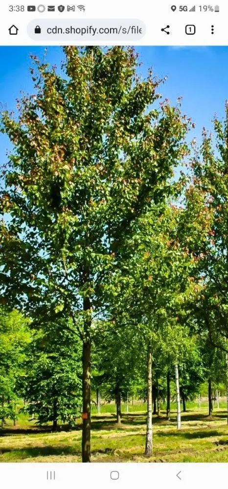 Trusted landscape design in Spring, TX by Jireh Trees and Landscaping