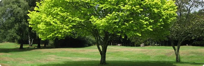 Custom lawn care service near you across Spring, TX - Jireh Trees and Landscaping