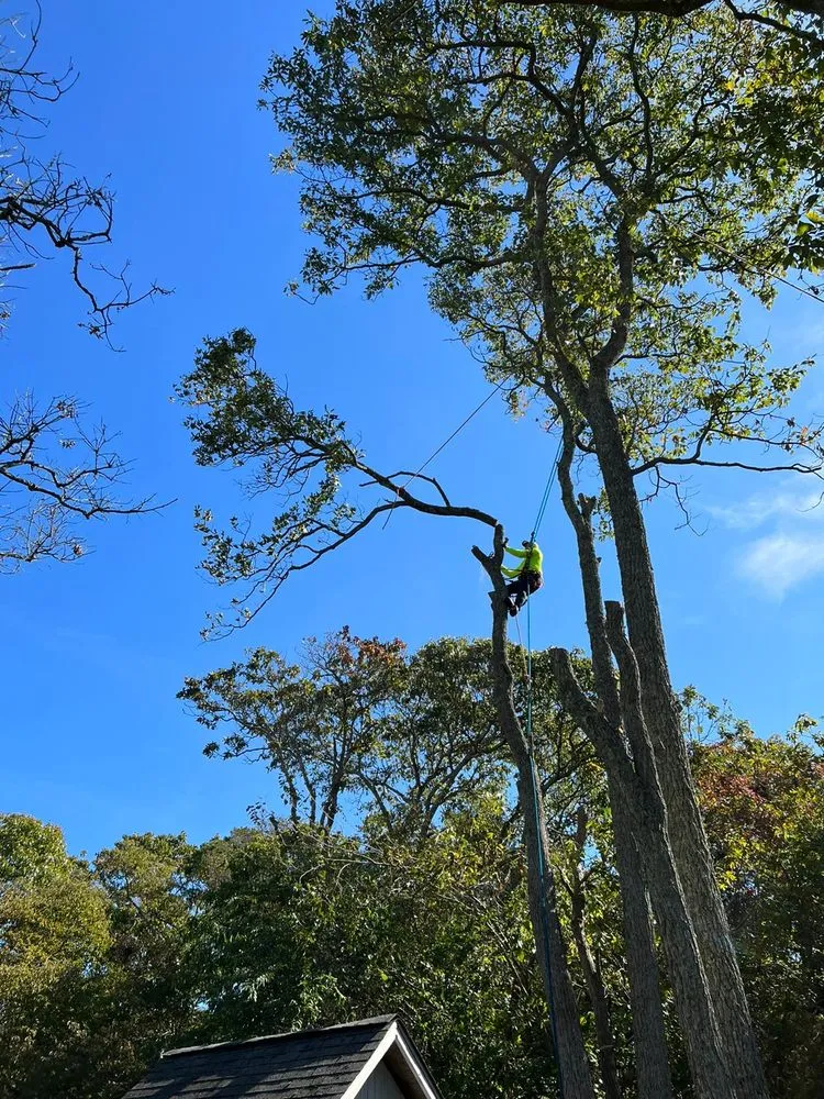 Reliable landscaping services in Municipio de Riverside, NJ - Jireh’s Tree Service & Landscaping