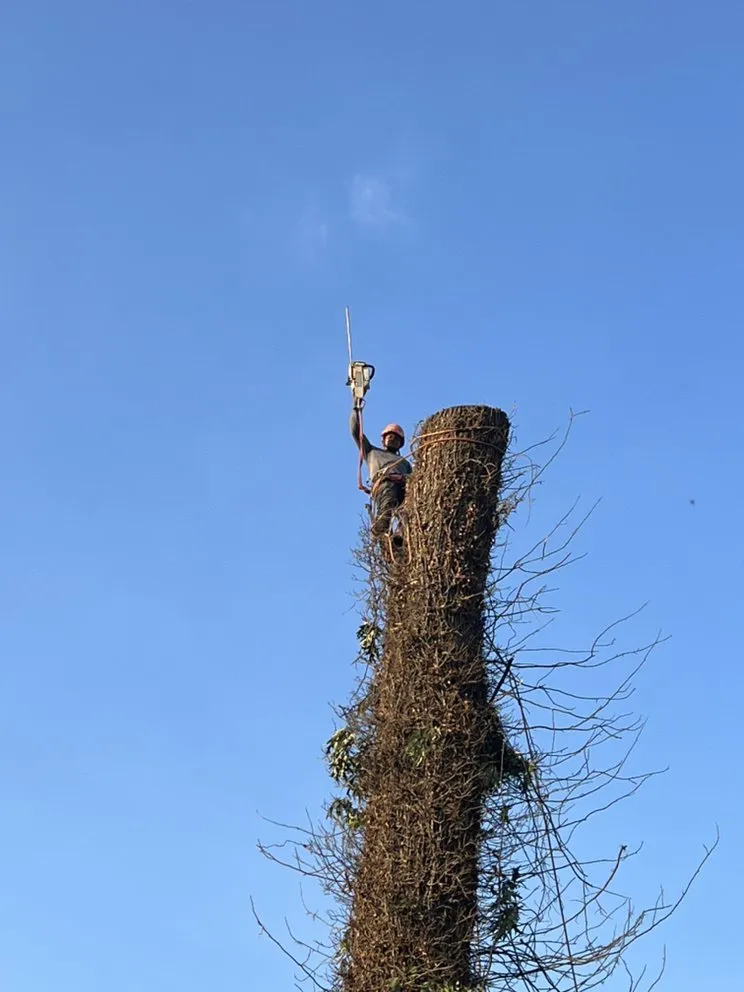 Professional landscaping services for year-round maintenance in Municipio de Riverside, NJ by Jireh’s Tree Service & Landscaping