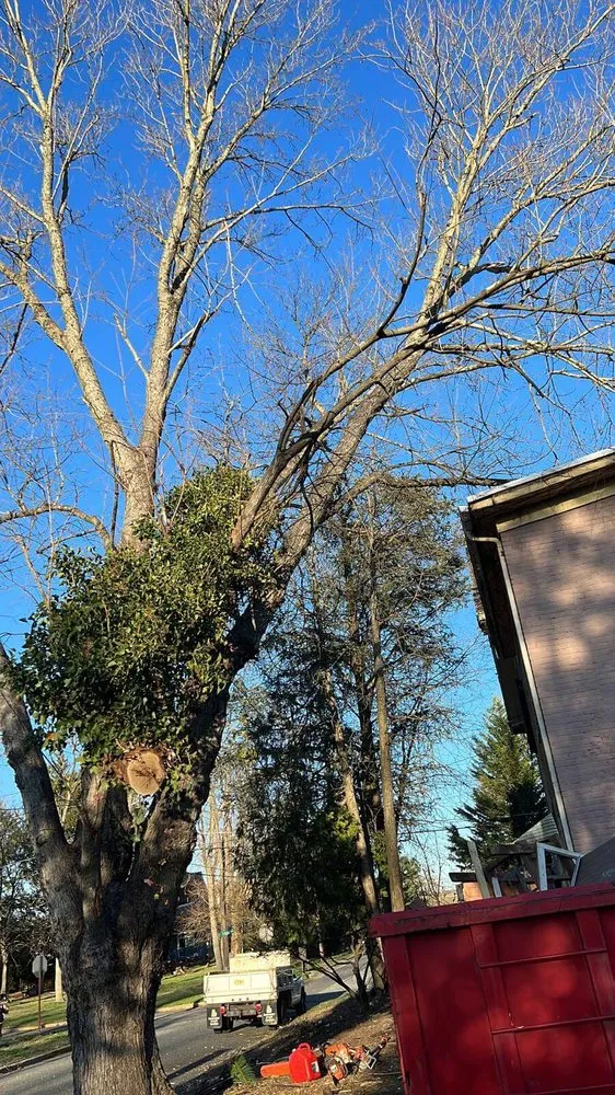 Top-rated garden landscaping experts serving Municipio de Riverside, NJ - Jireh’s Tree Service & Landscaping