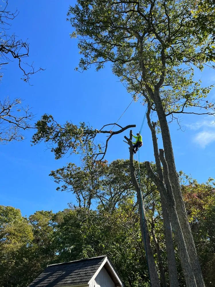 Local yard cleanup service experts serving Municipio de Riverside, NJ - Jireh’s Tree Service & Landscaping
