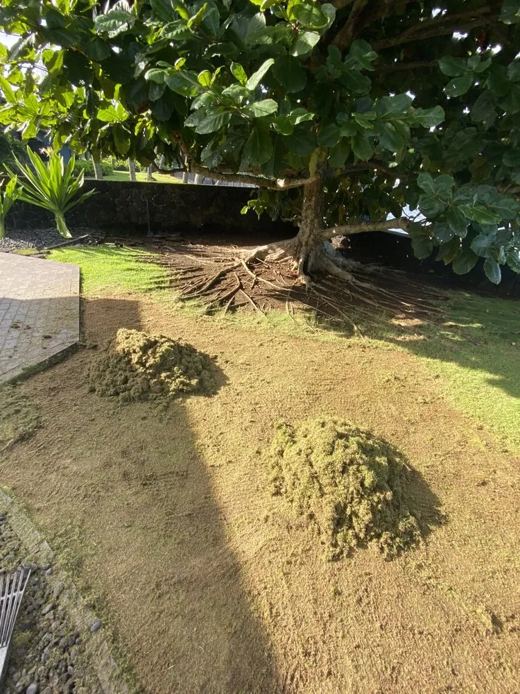 Trusted lawn care service in Mountain View, HI - J&J Any Kine Any Time