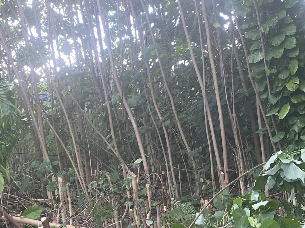 Top-rated landscape design in Mountain View, HI - J&J Any Kine Any Time