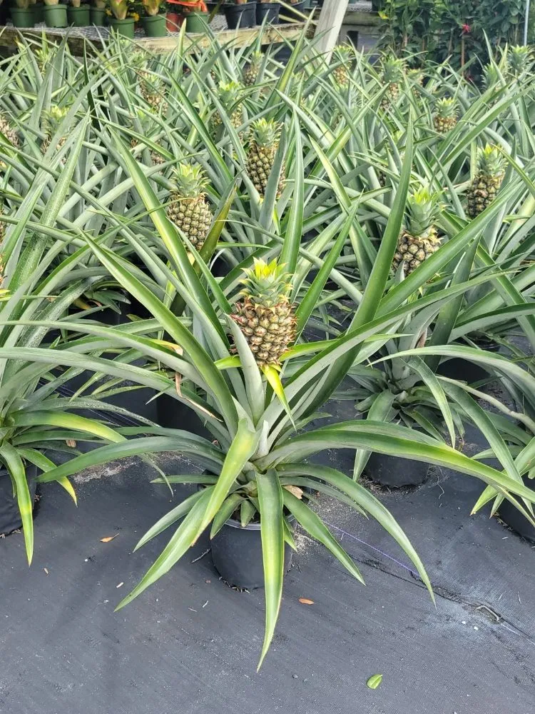 Affordable outdoor landscaping in Largo, FL by JJ Complette Lawn and Service