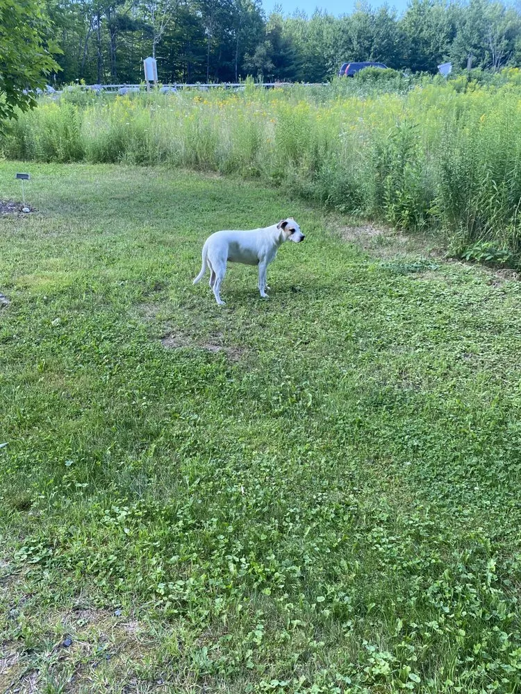 Custom lawn care service near you in Attleboro, MA by J&J Construction & Landscaping