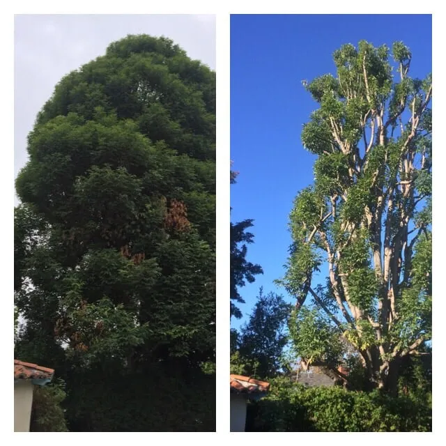 Affordable landscape design for outdoor upgrades in Santa Monica, CA by J&J Gardening