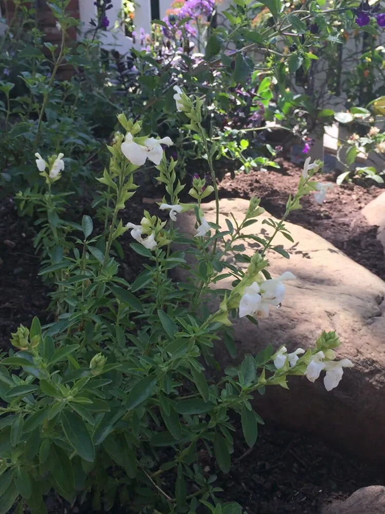 Top-rated yard maintenance for residential properties across Santa Monica, CA - J&J Gardening