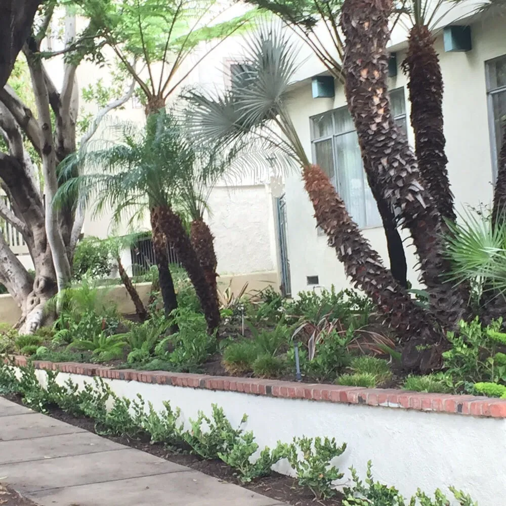 Local yard cleanup service in Santa Monica, CA - J&J Gardening