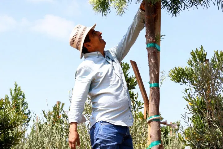 Expert landscape design experts serving Vista, CA - JJ Growers Nursery