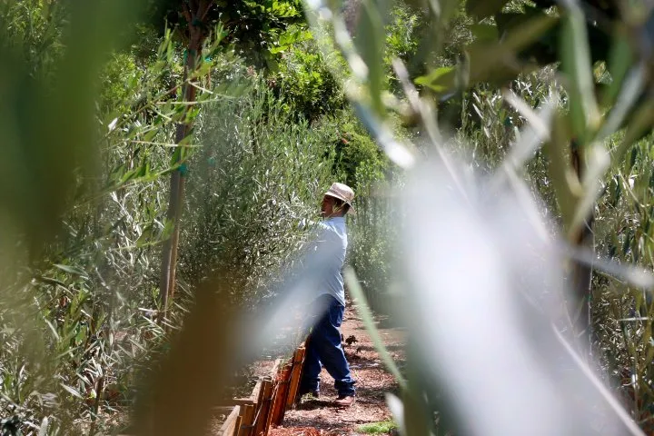 Trusted outdoor landscaping for year-round maintenance in Vista, CA by JJ Growers Nursery
