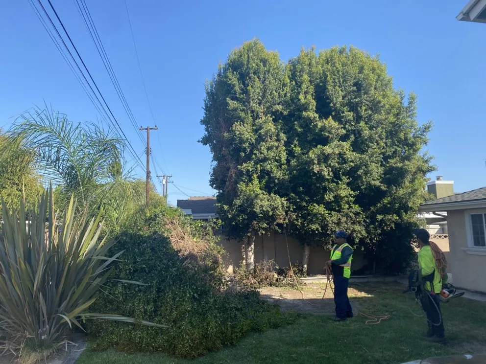 Local yard maintenance experts serving Garden Grove, CA - J&J Landscapes