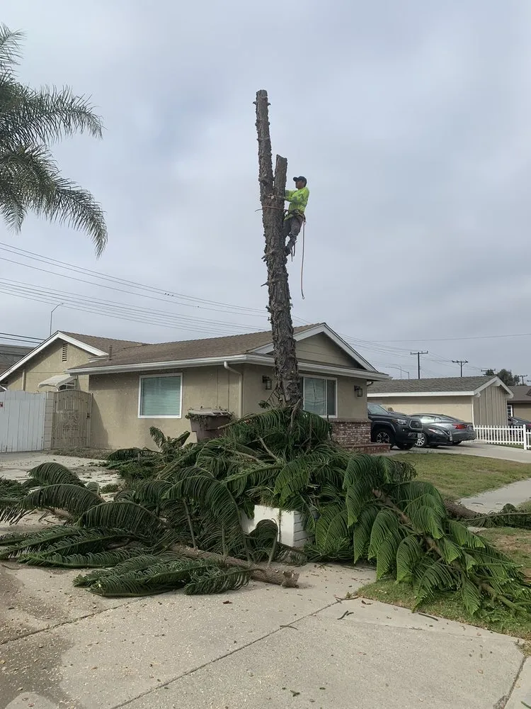 Top-rated landscape installation for year-round maintenance in Garden Grove, CA by J&J Landscapes