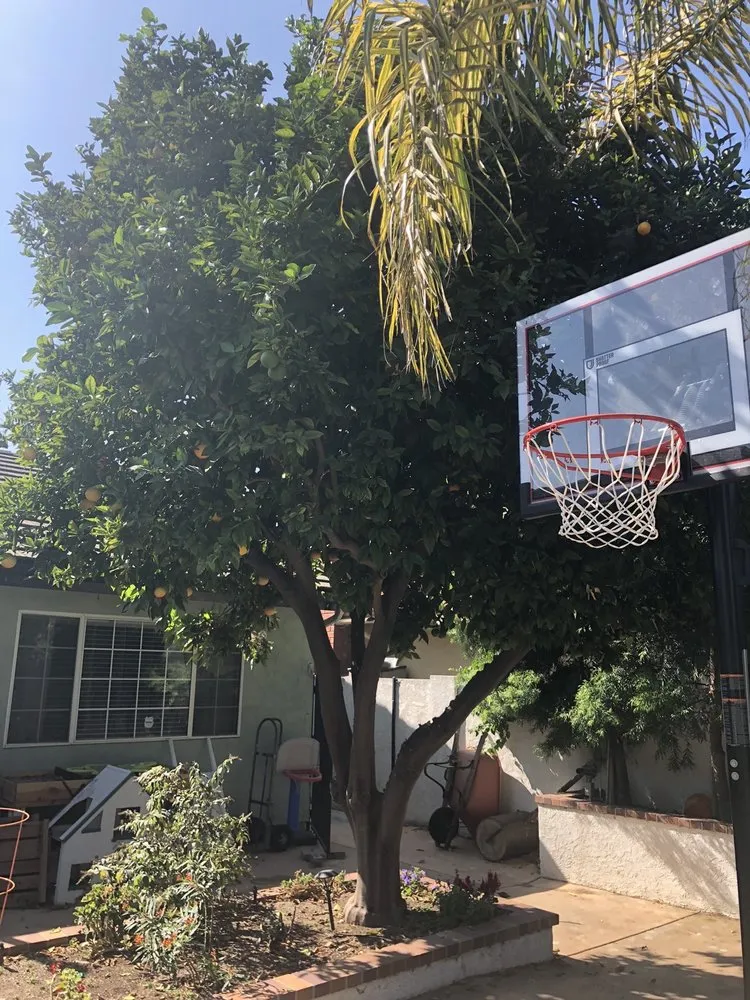 Professional outdoor landscaping experts serving Garden Grove, CA - J&J Landscapes