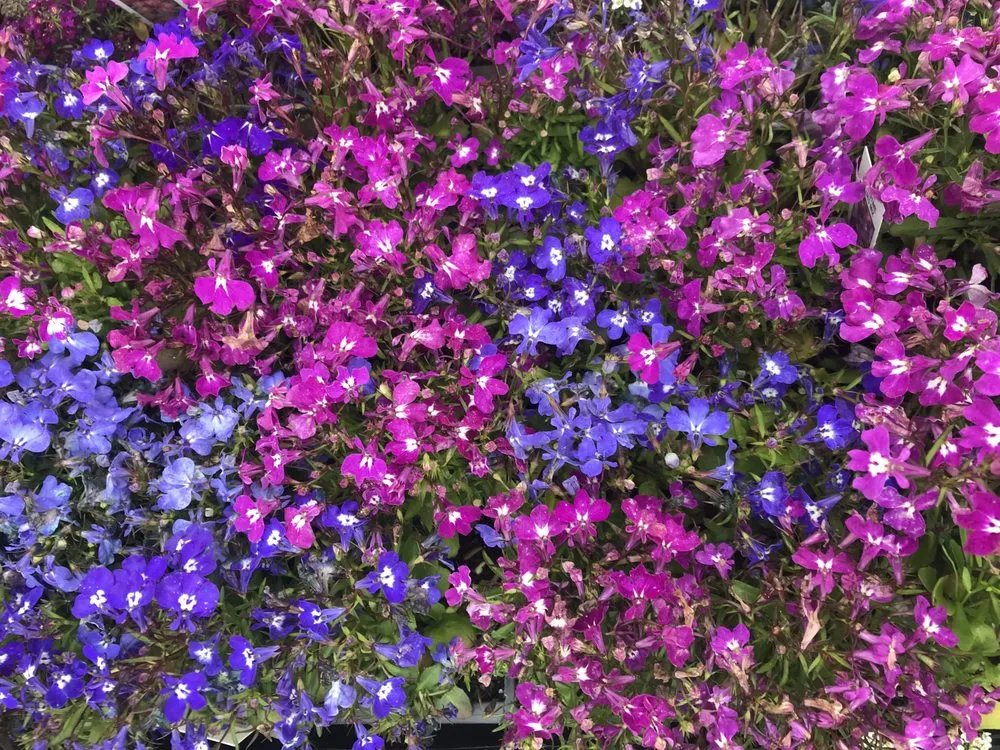 Affordable residential landscaping for year-round maintenance across Flemington, NJ - J&J Landscaping and Garden Center