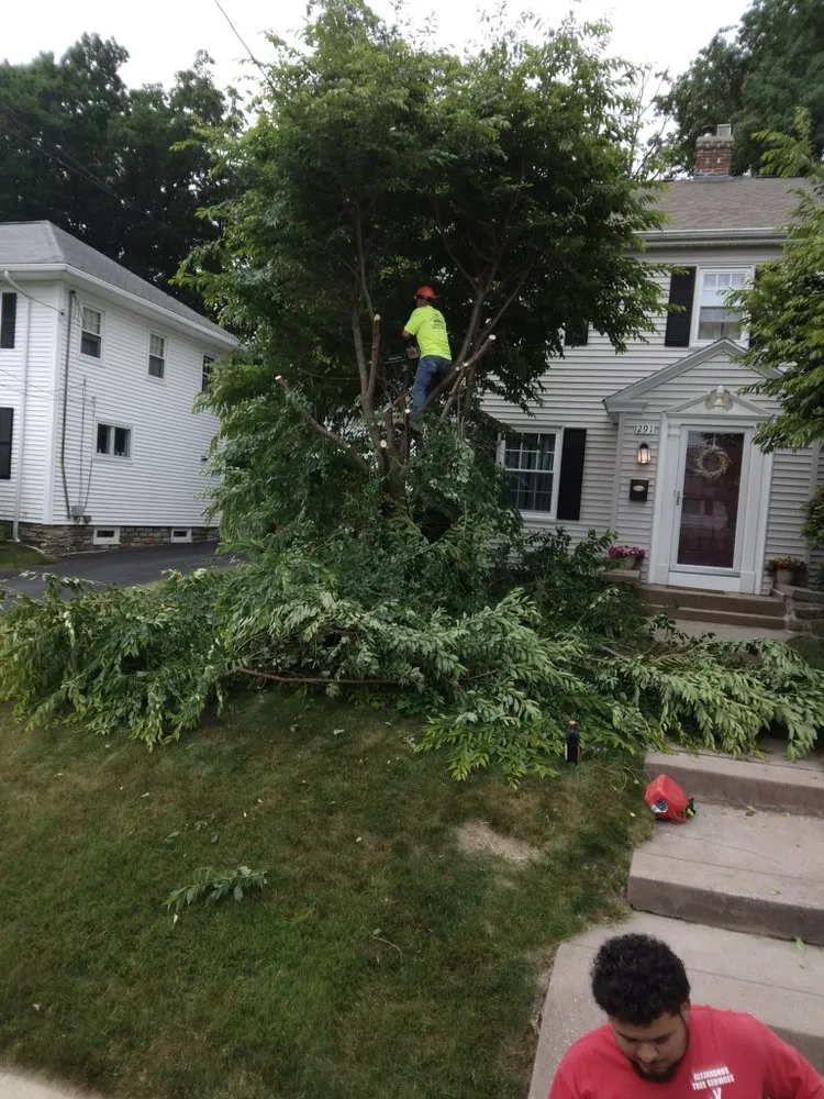 Professional yard cleanup service for year-round maintenance in Providence, RI by J&J Landscaping and Tree Service