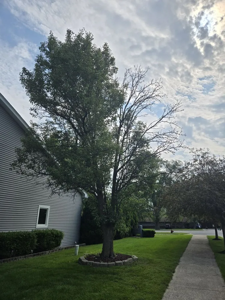 Reliable yard cleanup service for outdoor upgrades across Griffith, IN - J&J Landscaping and Tree Servie