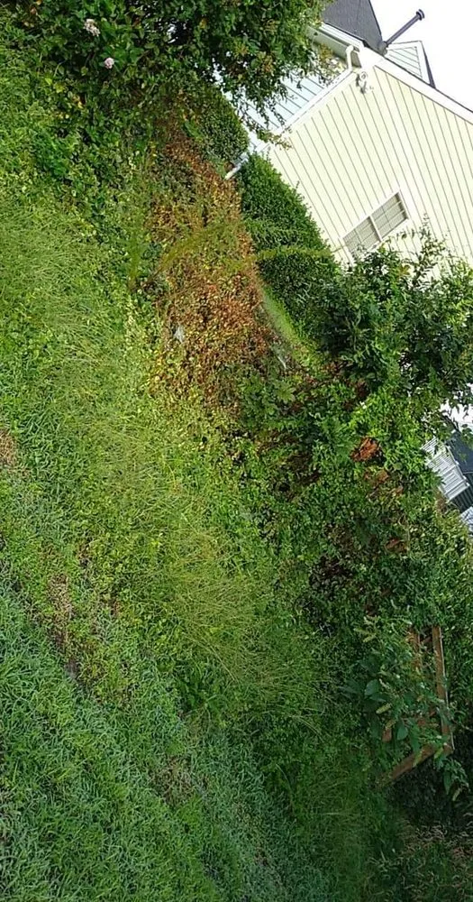 Professional lawn mowing service in Williamsburg, VA - J&J lawn care